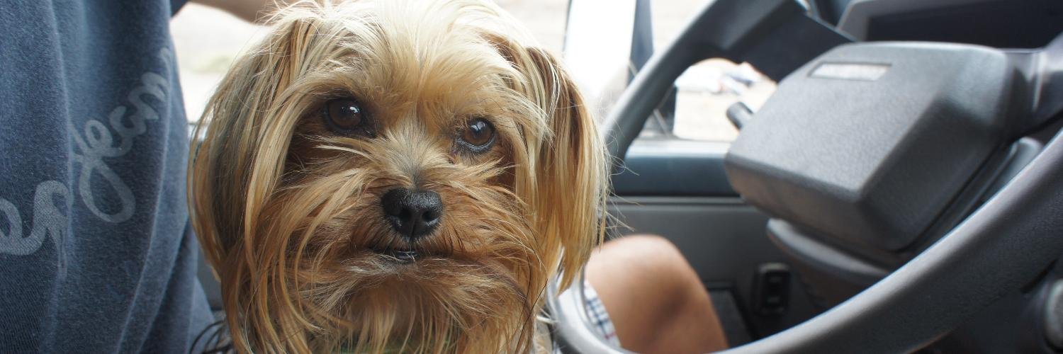 Small_lazydog's profile banner image