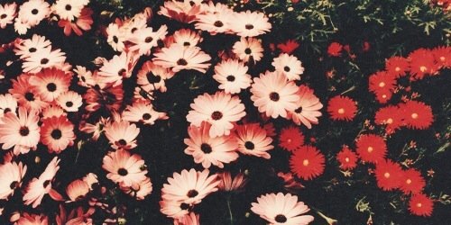 fxswu's profile banner image