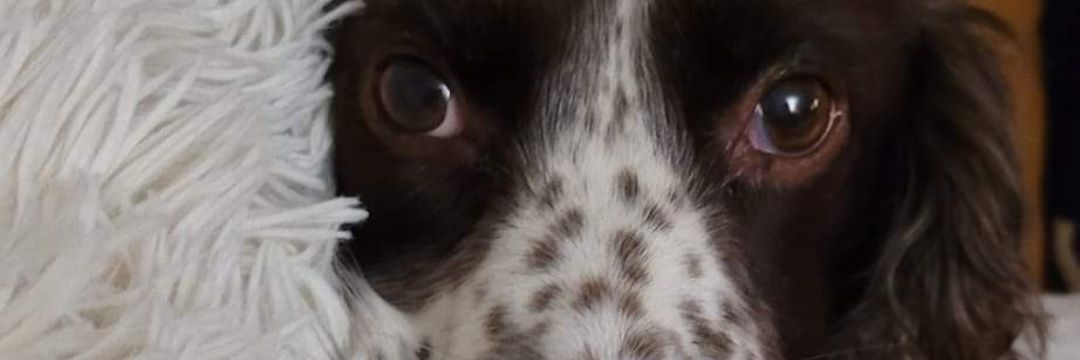 Topcase77's profile banner image
