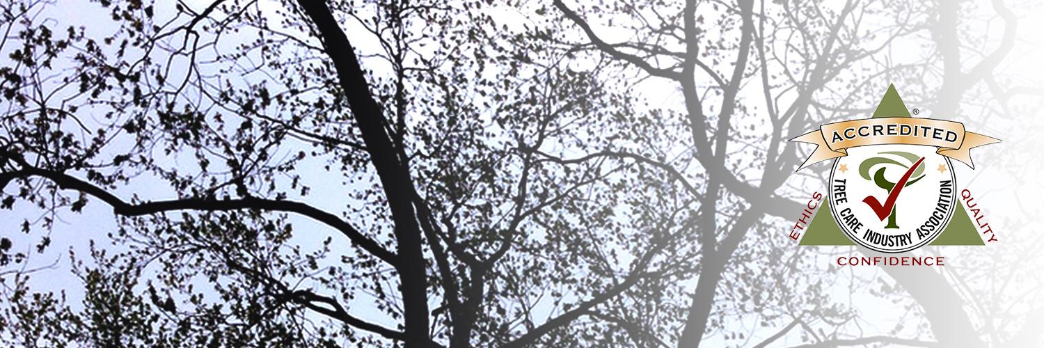 josephtree's profile banner image