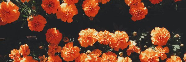 zainabkwrites Profile Banner