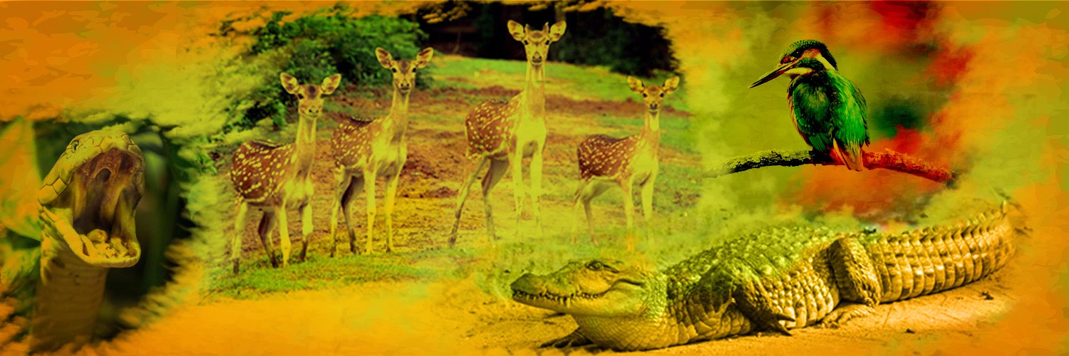 Bhitarkanika's profile banner image