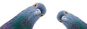 Rabbit_Starship's profile banner image