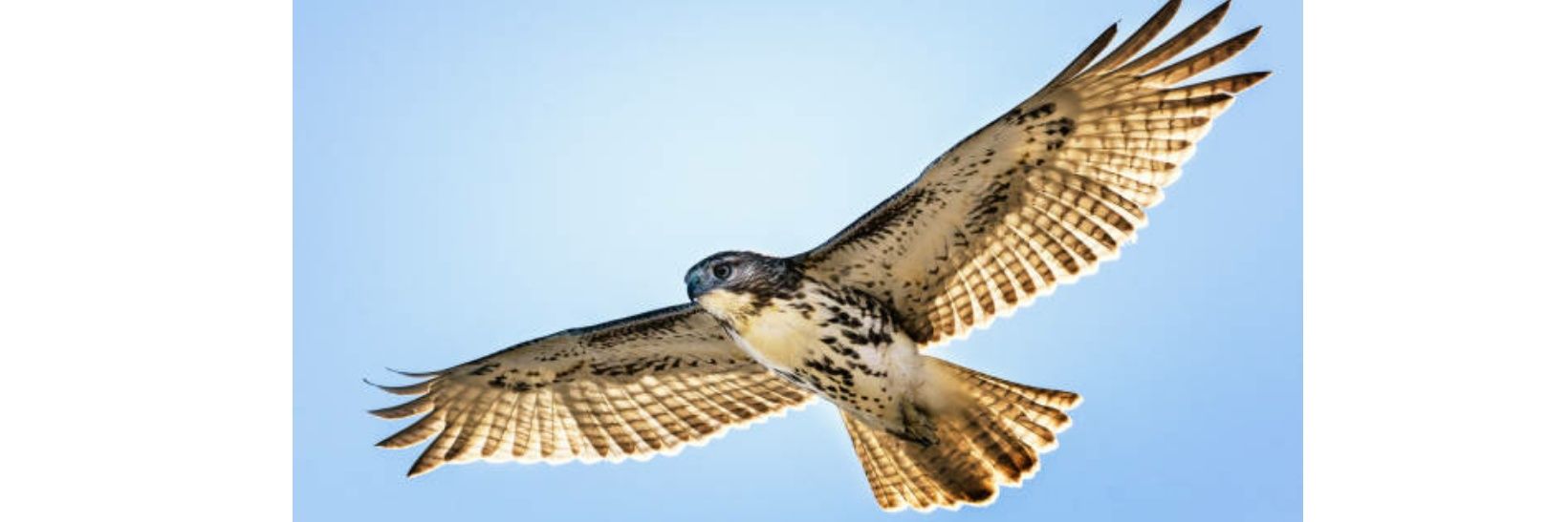 spread_wing11's profile banner image