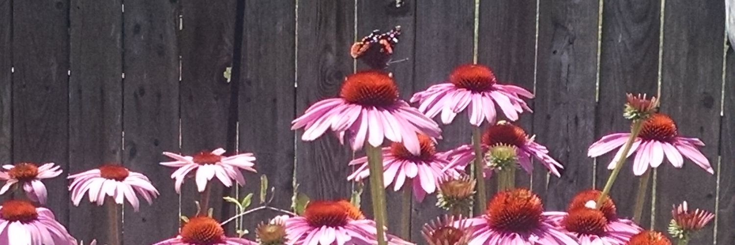taraburchtb1's profile banner image