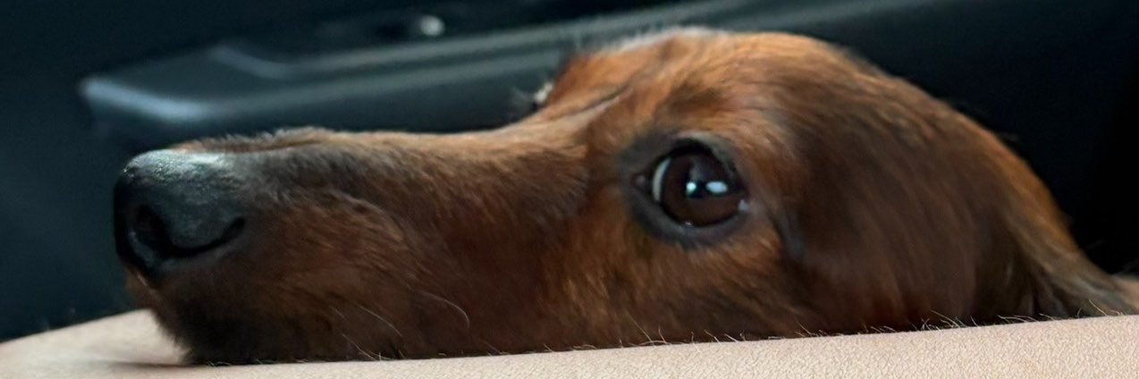 harleyquyn's profile banner image