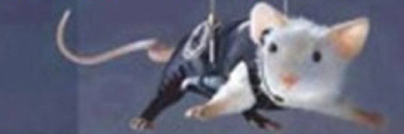 Cnjpest's profile banner image