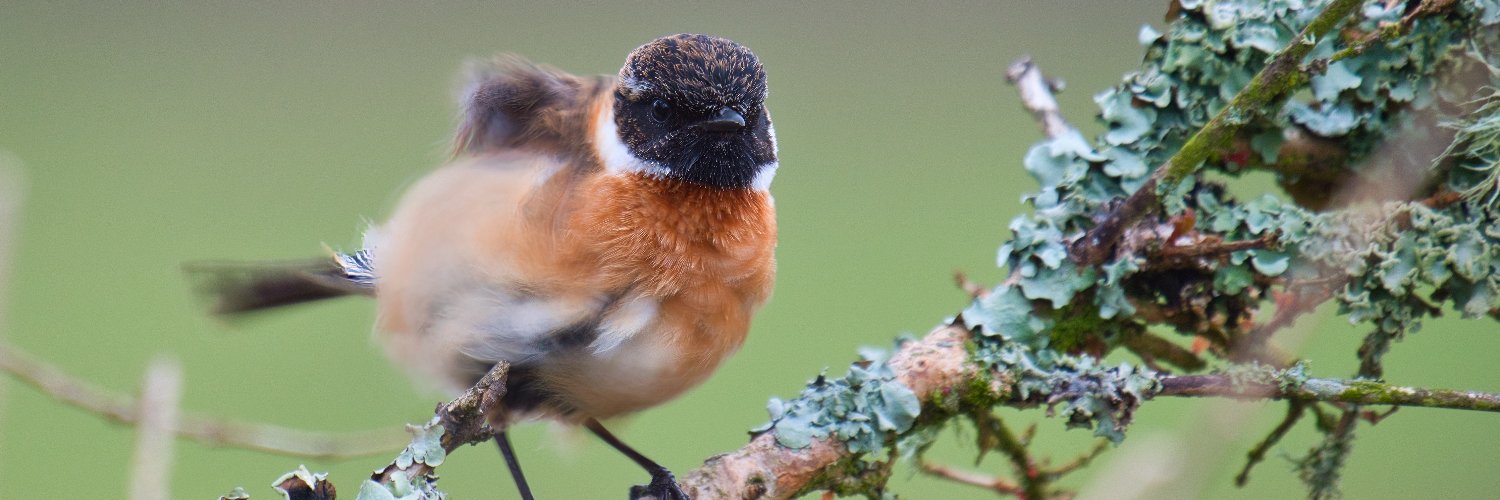Ireland's Wildlife's banner