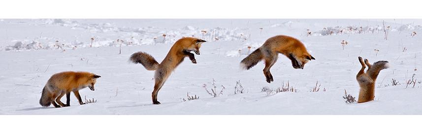theswitchfox's profile banner image