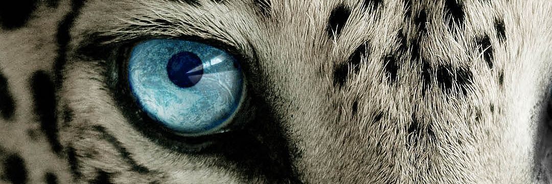 ShakeDatCass's profile banner image