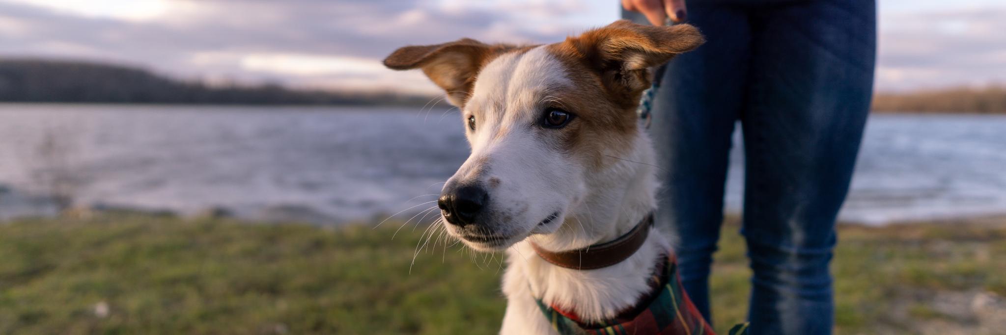 BeABravoDog's profile banner image