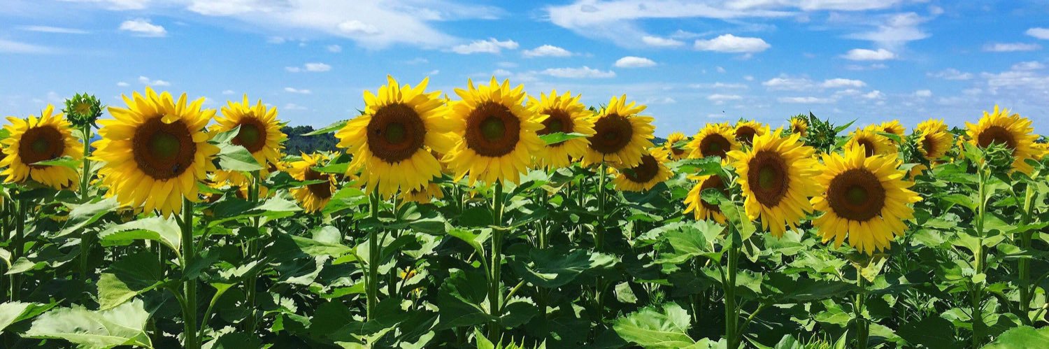 ambermatinas's profile banner image