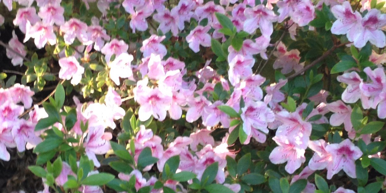 ninfity's profile banner image