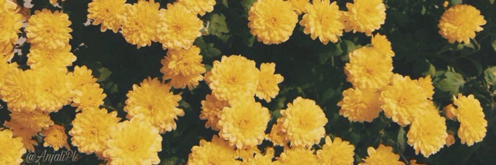 anjaIipIs's profile banner image