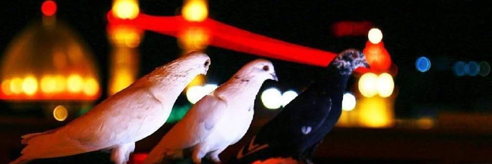 ashiq313's profile banner image