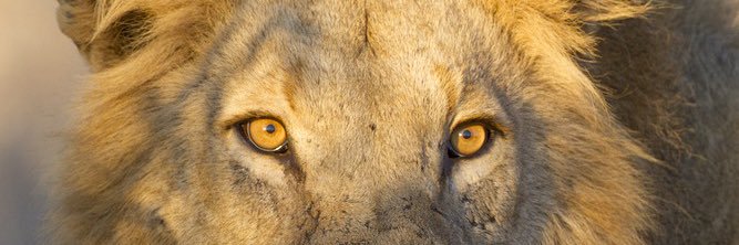 mismetsarac's profile banner image