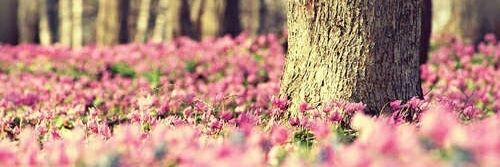 prissmmattos's profile banner image