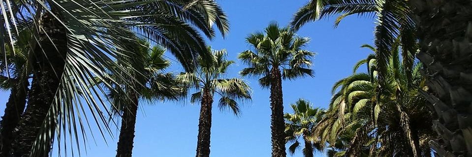 José_Pihán_🇨🇱🇨🇭🐍🌳🔨 banner