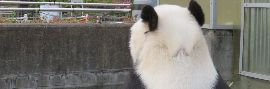 313panda_'s profile banner image