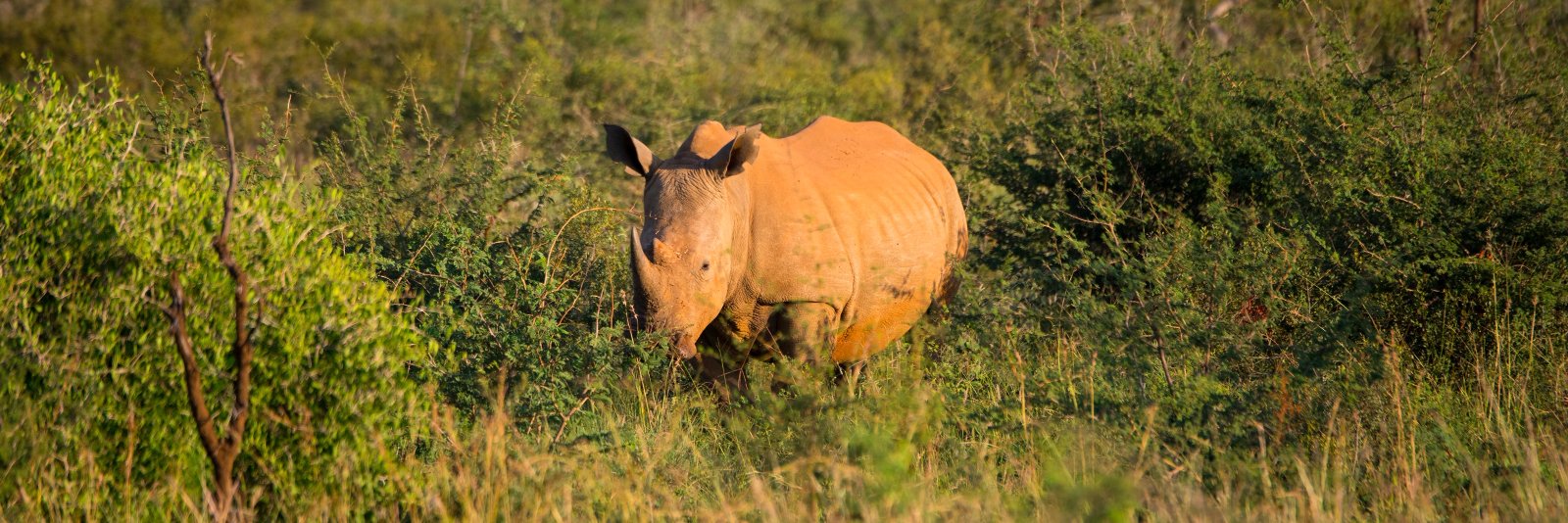 Aus Rhino Project banner