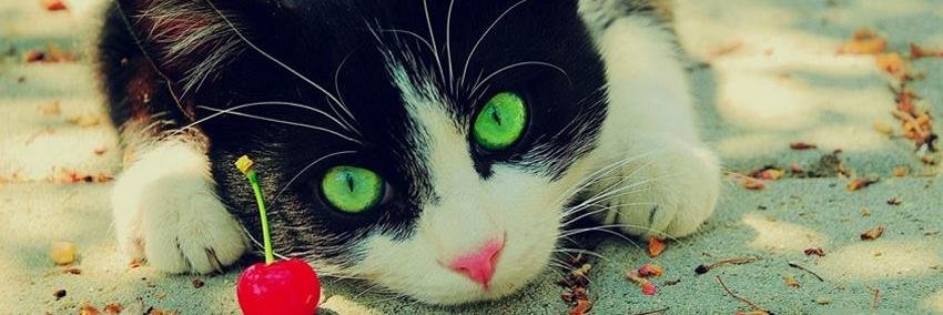 laisipa's profile banner image
