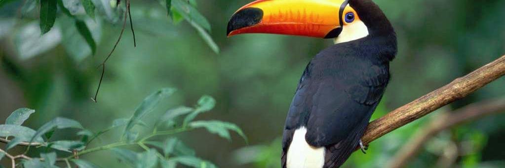 Fcancino2's profile banner image
