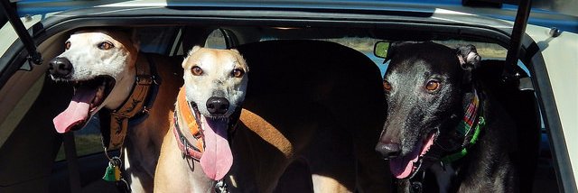 GreyhoundLady37's profile banner image