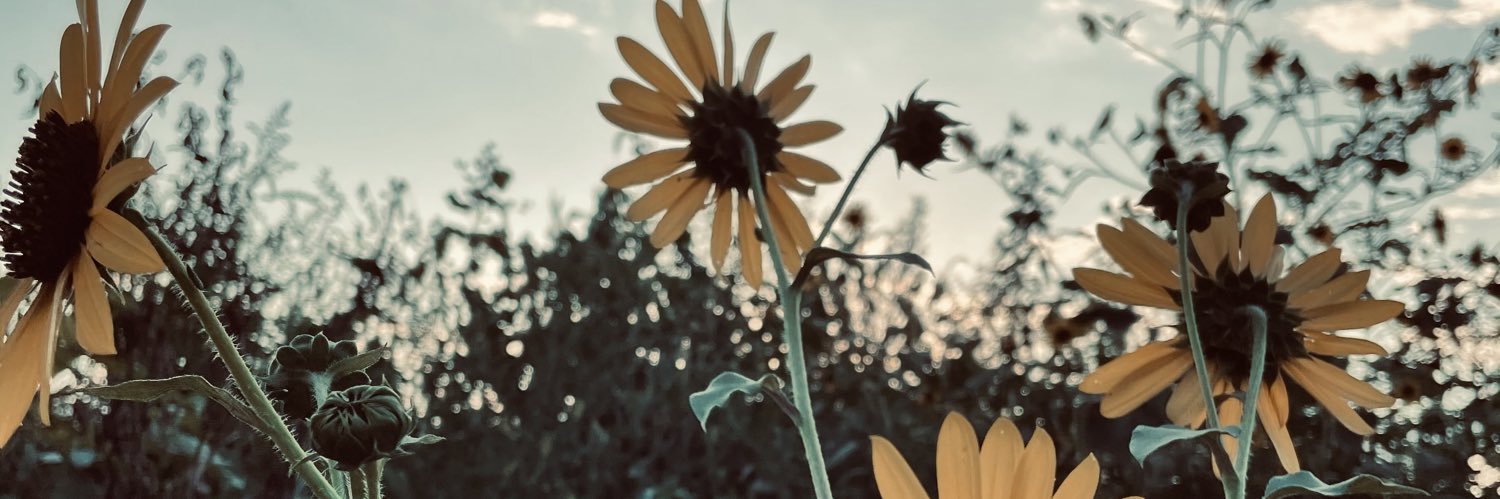 mollyplahn's profile banner image