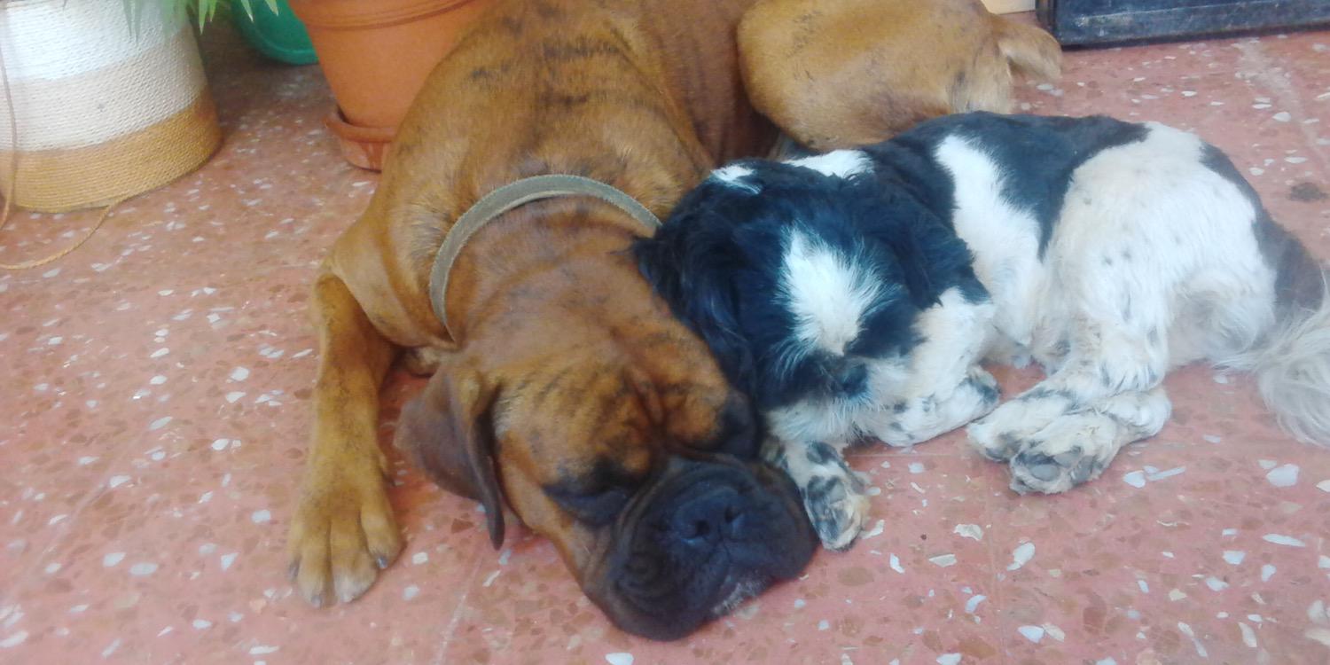 Jordi Rovellada banner