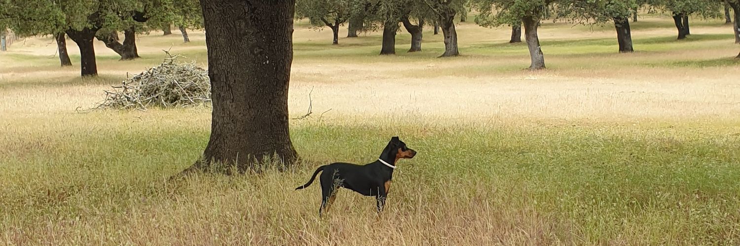 rocio2702's profile banner image