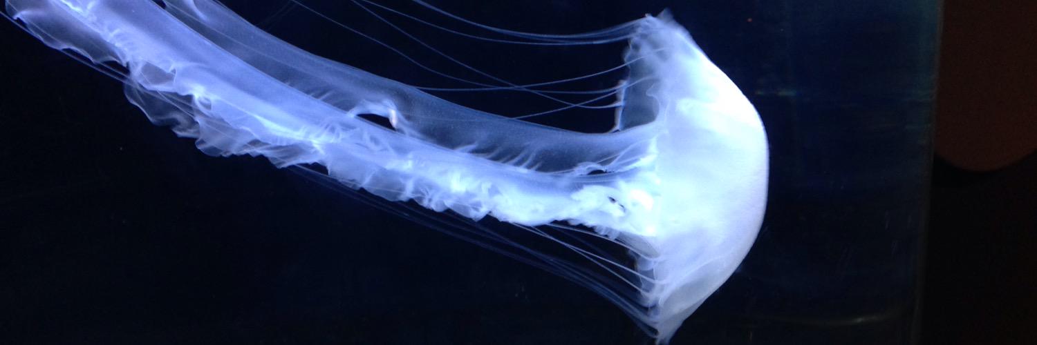 uboubo57's profile banner image