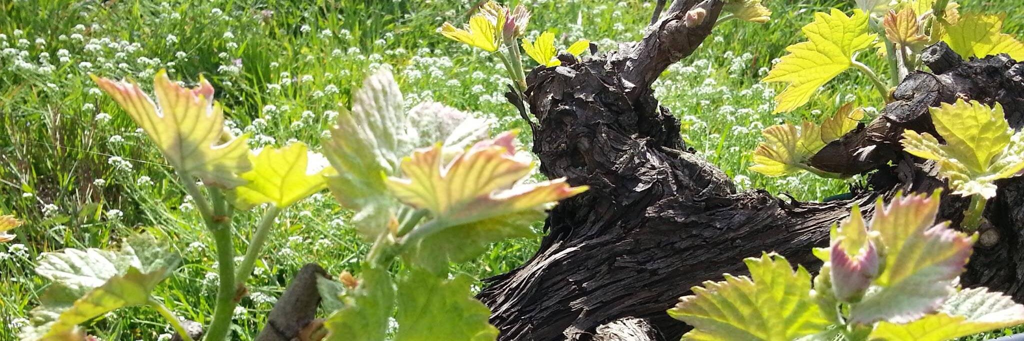meadowdalewines's profile banner image