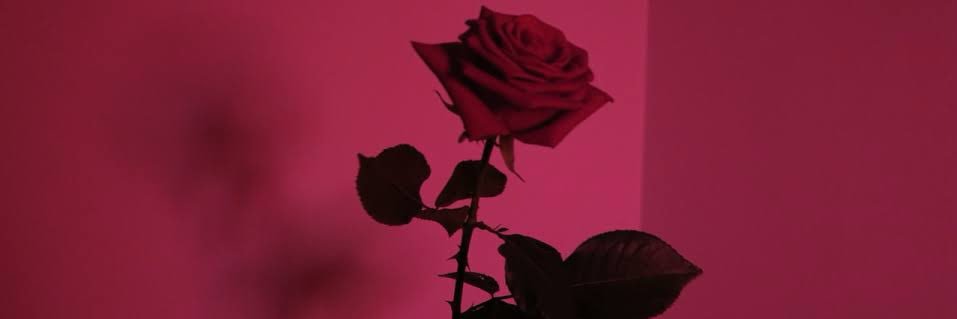 findingdolay's profile banner image