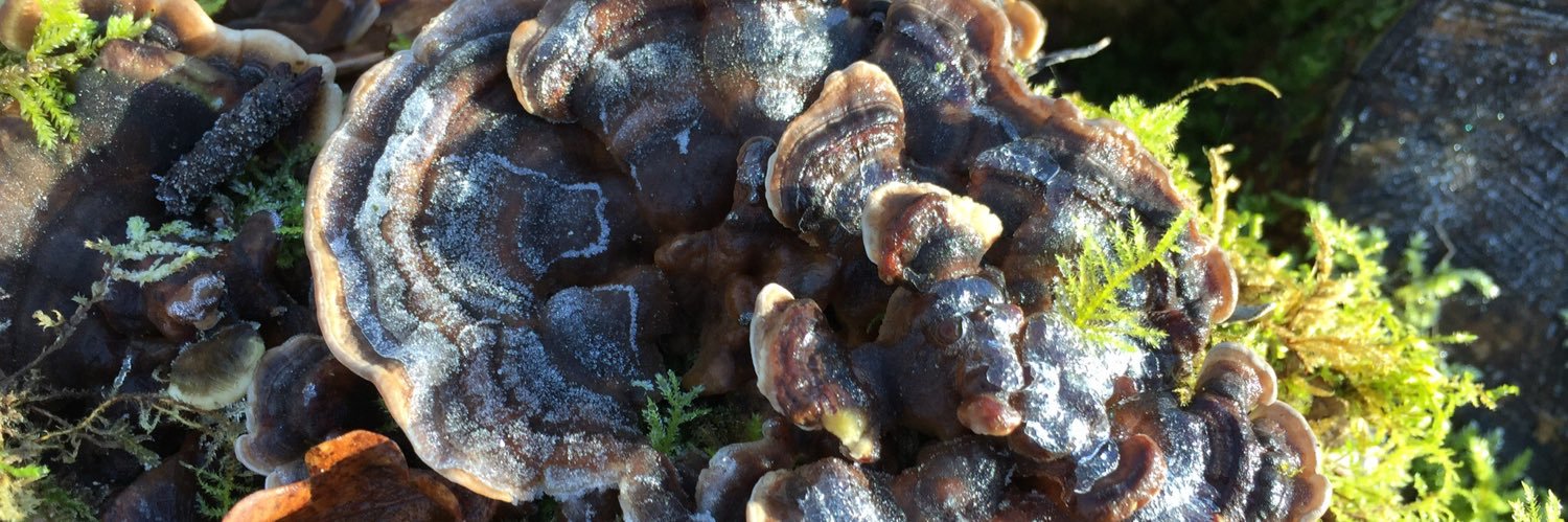 Susan Collini banner