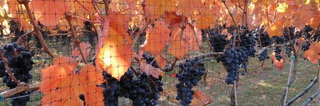 Lariana Cellars banner