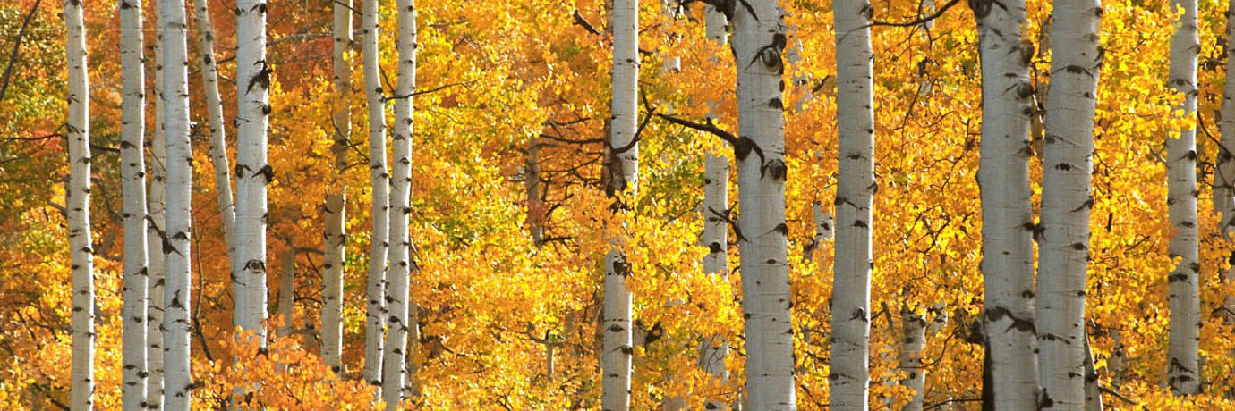 Kelly Reseigh banner