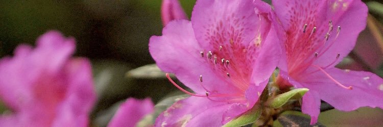 Journal Scene banner