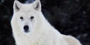 alphadog367's profile banner image