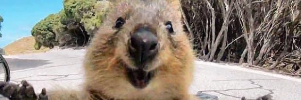 Me, me, me, me, meeeeee… banner