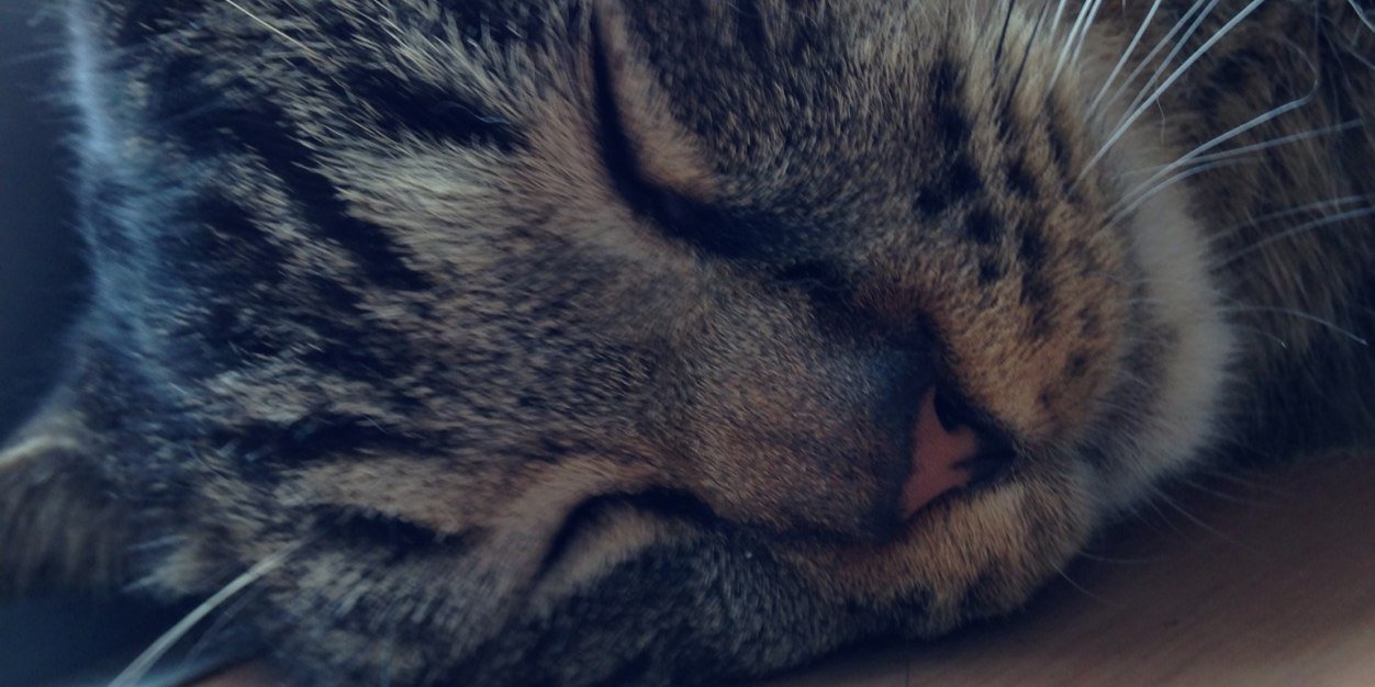 cat_volunteer's profile banner image