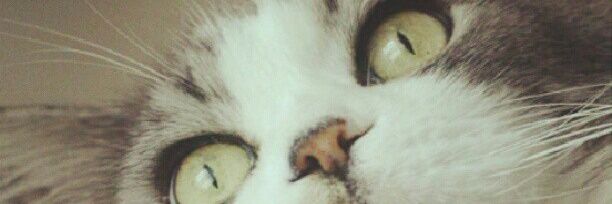 雪（ゆき） banner