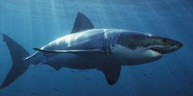 Salty Shark banner