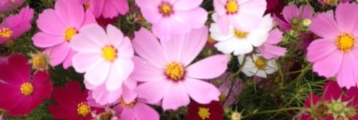 maip0712's profile banner image