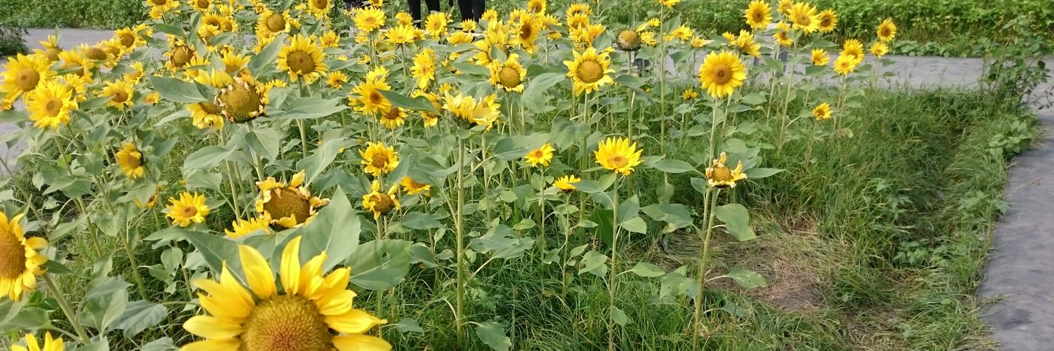 seutsna's profile banner image