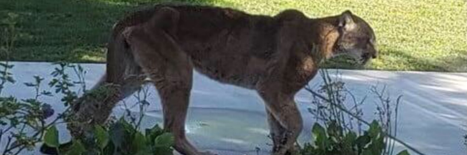 katt48's profile banner image