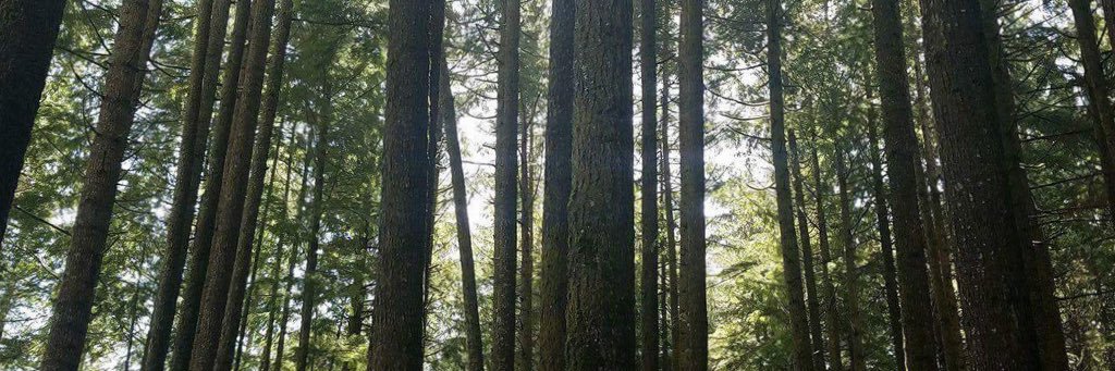 Morgan Snyder banner