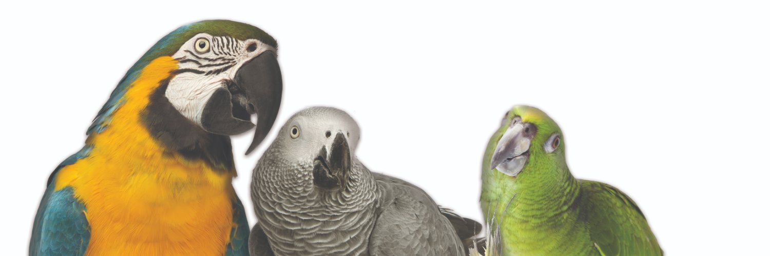 Northern Parrots banner