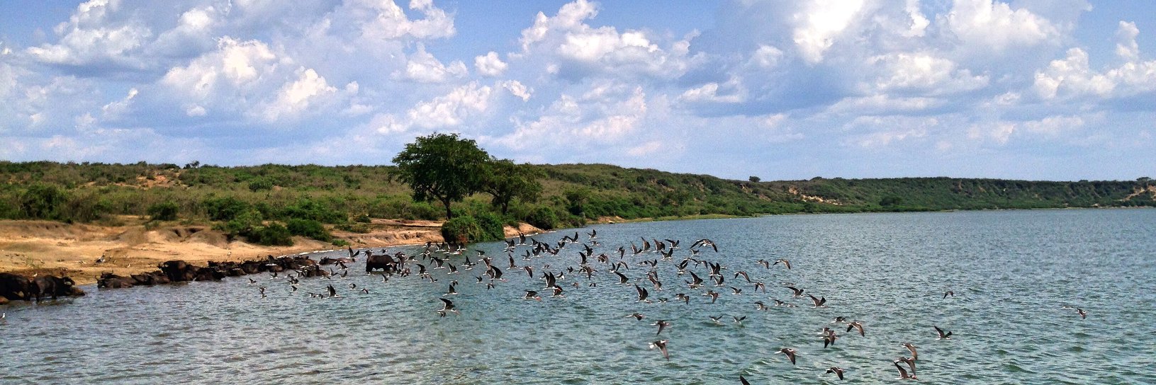 Isabelle Abbott Pugh banner