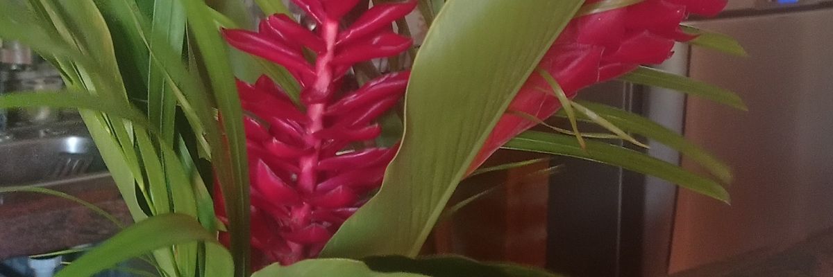 LimonActivo's profile banner image