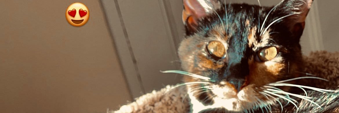 KinggScorpio's profile banner image